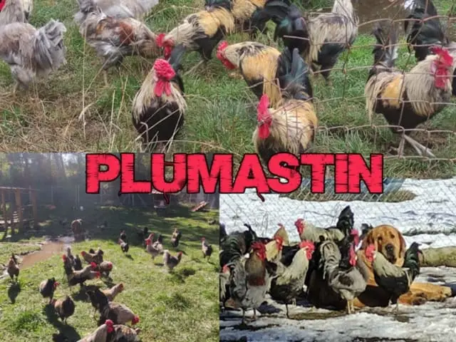 Plumastín Elena Tascón
